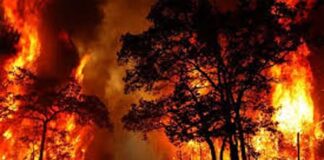 Uttarakhand Forest Fire