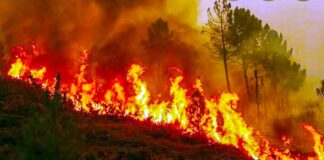 forest fire