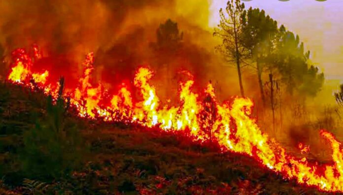 forest fire